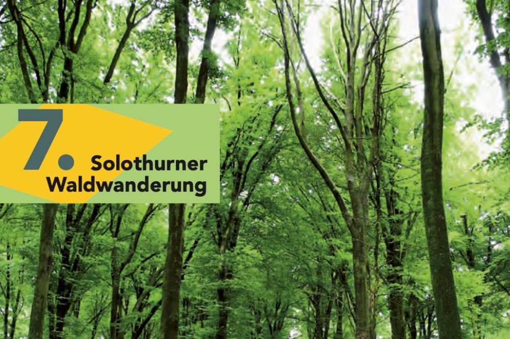 Solothurner Waldwanderung 7